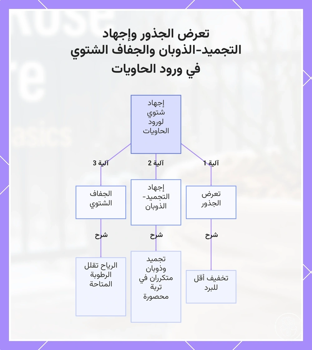 تعرض الجذور وإجهاد التجميد-الذوبان والجفاف الشتوي في ورود الحاويات