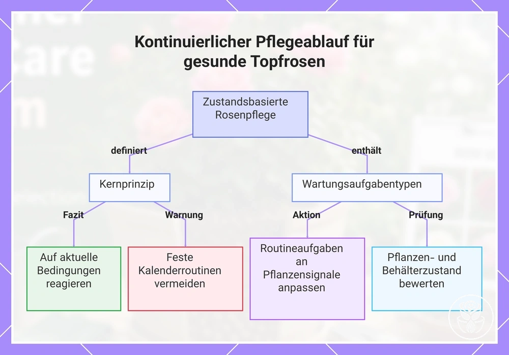Kontinuierlicher Pflegeablauf für gesunde Topfrosen