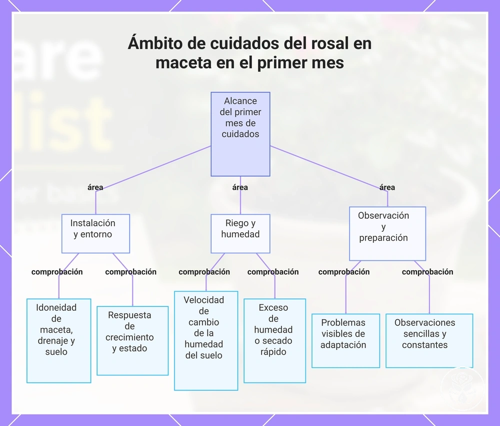 Ámbito de cuidados del rosal en maceta en el primer mes