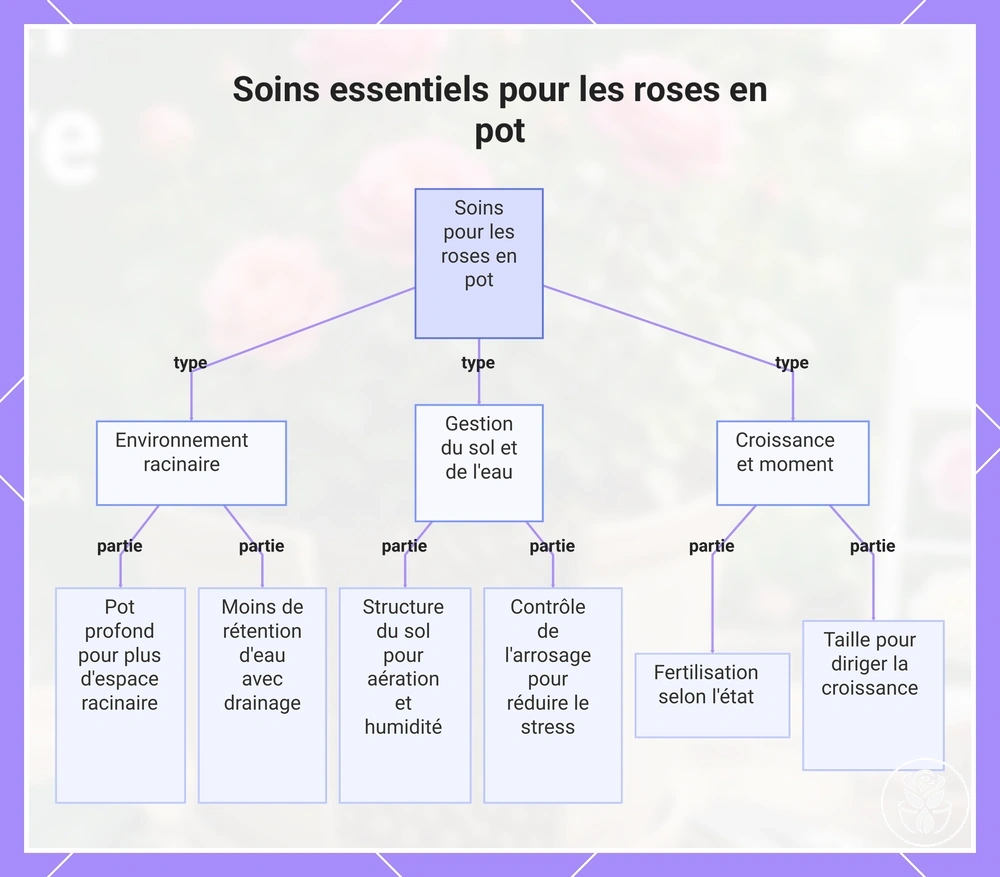 Soins essentiels pour les roses en pot