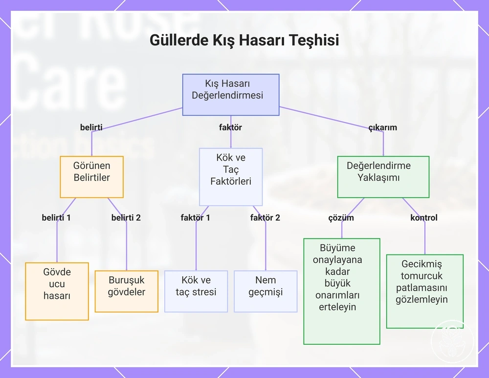 Güllerde Kış Hasarı Teşhisi